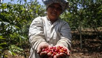 Saat ini varietas kopi yang ditanam adalah Komasti. Varietas tersebut menjadi primadona karena bisa berbuah hanya dalam rentang waktu 1,5 tahun sejak penanaman.