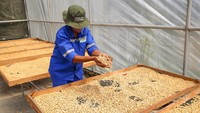Dari panen itu, Reni bisa meraup sekurang-kurangnya Rp 1,5 juta dari penjualan kopi yang telah menjadi green bean.