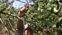 Petani binaan PT Toba Pulp Lestari Tbk, Reni Marpaung sedang melakukan panen kopi arabica di kebunnya yang terletak di Desa Sihaporas, Kecamatan Pematang Sidamanik, Kabupaten Simalungun, Sumatera Utara.