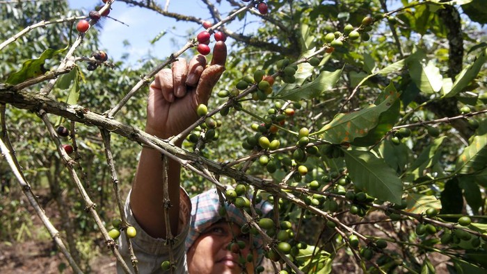 Melihat Lebih Dekat Panen Kopi Sihaporas Reni Marpaung sedang melakukan panen kopi arabica di kebunnya yang terletak di Desa Sihaporas, Kecamatan Pematang Sidamanik, Kabupaten Simalungun, Sumatera Utara.Kopi menjadi komoditas yang semakin penting di kawasan sekitar Danau Toba, seiring dengan besarnya peran komoditas tersebut mengangkat kesejahteraan petani dan perekonomian di wilayah tersebut.