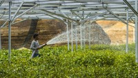 Pusat persemaian bibit tanaman itu dapat memproduksi hingga 15 juta bibit benih pohon dalam satu tahun yang difungsikan untuk program rehabilitasi hutan dan lahan di sekitar IKN Nusantara.   