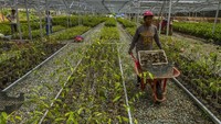 Pekerja membawa tanaman di tengah kebun pembibitan. Rencana ini digadang dapat mengembalikan kejayaan Indonesia sebagai paru-paru dunia.  