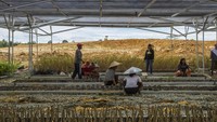 Aktivitas pekerja menyemai bibit dan merawat tunas tanaman. 