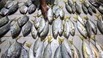 Uniknya Pasar Ikan di Tarempa, Jual Belinya Tanpa Timbangan Lho