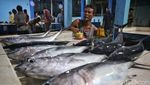 Uniknya Pasar Ikan di Tarempa, Jual Belinya Tanpa Timbangan Lho