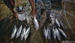 Uniknya Pasar Ikan di Tarempa, Jual Belinya Tanpa Timbangan Lho