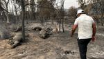 Sisa Kebakaran Hutan Aljazair, Puluhan Orang Tewas-Hewan Terpanggang