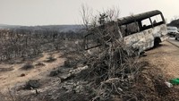 Aljazair adalah negara terbesar di Afrika dengan luas hutan mencapai 4,1 juta hektar.