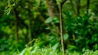 Satwa monyet hutan yang tersebar di Tahura Juanda
