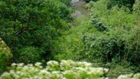 Keindahan sungai di Tahura Juanda