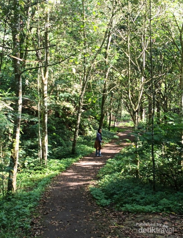 Suasana hutan di Tahura