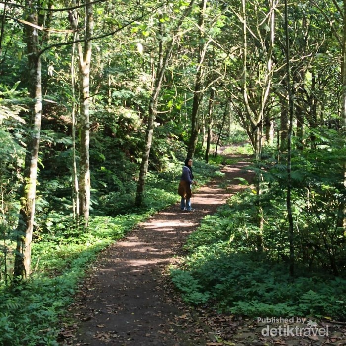 Suasana hutan di Tahura