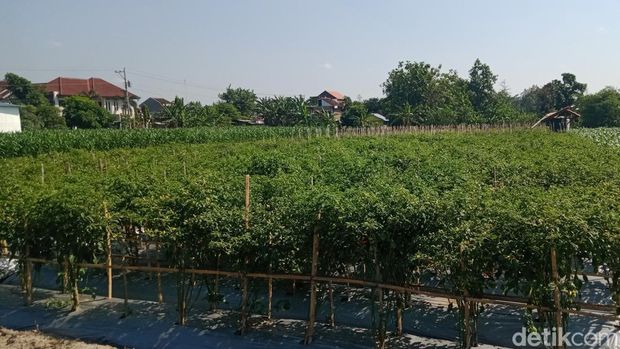 Tanaman cabai di Desa Sobayan, Kecamatan Pedan, Klaten.