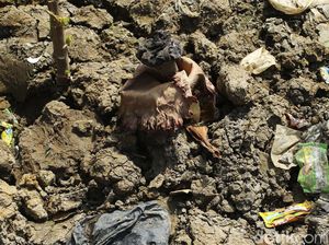 Usai Mekar, Bunga Bangkai di Bekasi Kini Mati, Nih Fotonya
