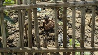 Bunga bangkai ini sempat mekar selama tiga hari.