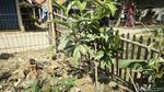 Usai Mekar, Bunga Bangkai di Bekasi Kini Mati, Nih Fotonya