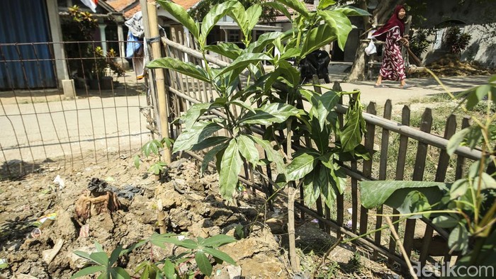Usai Mekar, Bunga Bangkai di Bekasi Kini Mati Bunga bangkai sempat mekar di Kecamatan Sukawangi, Kabupaten Bekasi. Keberadaannya sempat membuat geger warga setempat dengan bau yang menyengat. Kini bunga tersebut telah mati.