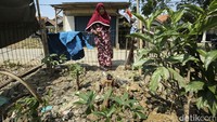 Bunga bangkai itu tumbuh di sebuah lahan di kawasan Sukawangi, Kabupaten Bekasi, Jawa Barat.