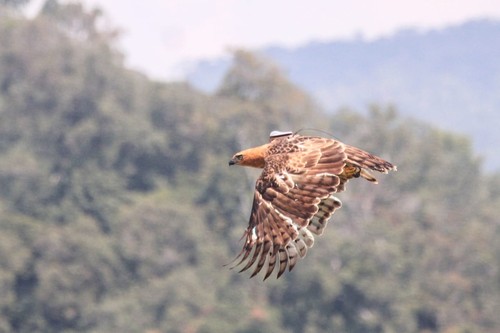 Elang jawa Ragil di Taman Nasional Gunung Halimun Salak