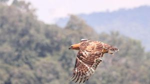 5 Fakta Elang Jawa Burung Legendaris yang Terancam Punah