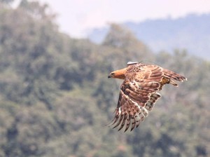 Gagahnya Elang Jawa Ragil, Si Penguasa Baru Gunung Halimun Salak