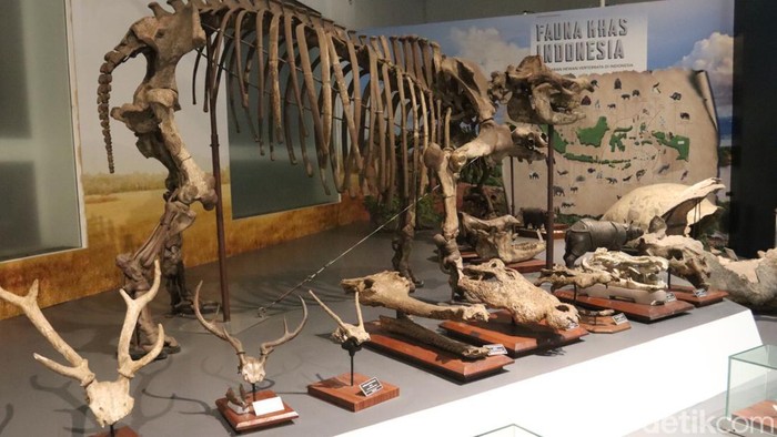 Fosil kuda nil purba di Museum Geologi Bandung. Hewan purba itu  pernah hidup di Jawa Barat.