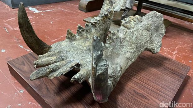 Fosil kuda nil purba di Museum Geologi Bandung. Hewan purba itu  pernah hidup di Jawa Barat.