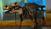 Tak hanya fosil gajah dan kura-kura purba saja yang pernah ditemukan di Jawa Barat. Fosil kuda nil purba juga pernah ditemukan, salah satunya di wilayah Cijolang Garut dan Pasir Cabe Subang.(Wisma Putra/detikJabar)