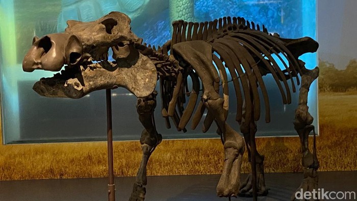Fosil Kuda Nil Purba di Museum Geologi Bandung
