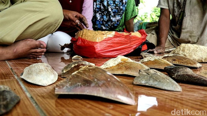 Gigi hiu purba Megalodon di Surade, Kabupaten Sukabumi