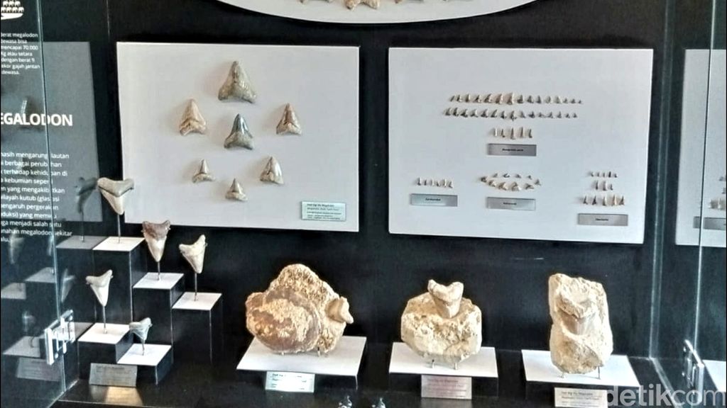 Gigi hiu purba Megalodon di Surade, Kabupaten Sukabumi