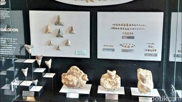 Gigi hiu purba Megalodon di Surade, Kabupaten Sukabumi