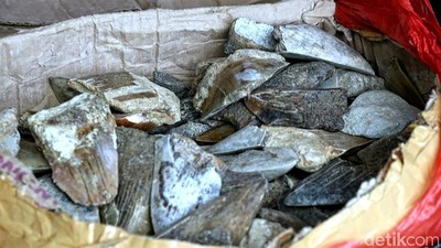 Intip Lagi Suasana Perburuan Fosil Gigi Hiu Purba Megalodon Sukabumi
