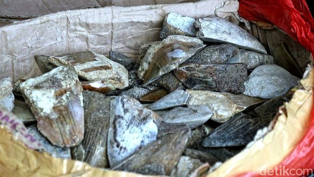 Gigi hiu purba Megalodon di Surade, Kabupaten Sukabumi