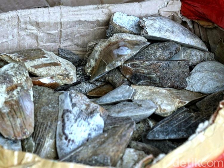 Intip Lagi Suasana Perburuan Fosil Gigi Hiu Purba Megalodon Sukabumi
