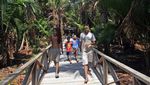 Melihat Wisata Hutan Sagu di Kampung Yoboi Jayapura