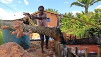 Seorang warga yang sedang mengolah pelepah sagu menjadi berbagai macam kebutuhan. Daun sagu dapat dijadikan atap rumah, sedangkan pelepah sagu dapat dijadikan dinding rumah.