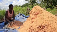 Hutan tersebut merupakan daya tarik wisata Kampung Yoboi karena memiliki 20 jenis tanaman sagu dan merupakan salah satu hutan dengan jenis sagu terbanyak di Indonesia.