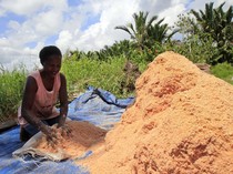 7 Fakta Sagu, Pangan Leluhur Indonesia Sejak 50 Ribu Tahun Lalu