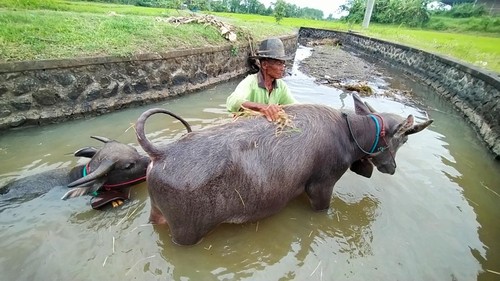 I Wayan Sampun (70), melakukan perawatan kerbau untuk perlombaan tradisi makepung di Desa Manistutu, Kecamatan Melaya, Kabupaten Jembrana Bali, Sabtu (20/8/2022).