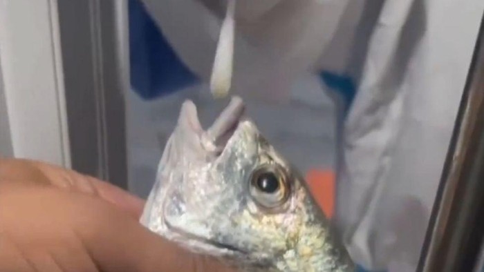 Ikan dan kepiting diwajibkan jalani tes swab akibat kasus Covid yang terus meluas di China
