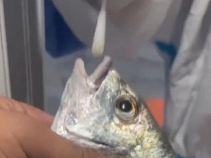 Meluas COVID di China Sampai Ikan dan Kepiting Di-swab Juga