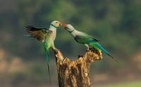 Nature TTL Photographer of the Year 2022