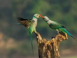Deretan Jawara Fotografi Alam Liar yang Bikin Terpukau