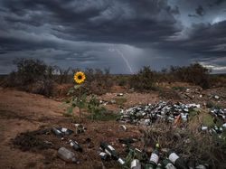 Deretan Jawara Fotografi Alam Liar yang Bikin Terpukau