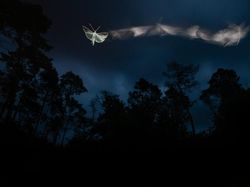 Deretan Jawara Fotografi Alam Liar yang Bikin Terpukau