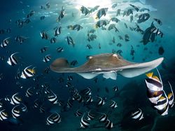 Deretan Jawara Fotografi Alam Liar yang Bikin Terpukau