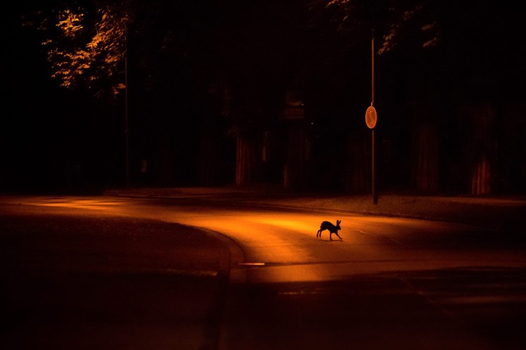 Nature TTL Photographer of the Year 2022