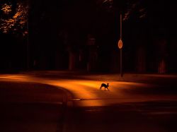 Deretan Jawara Fotografi Alam Liar yang Bikin Terpukau