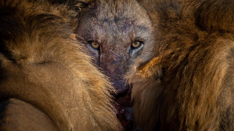 Nature TTL Photographer of the Year 2022